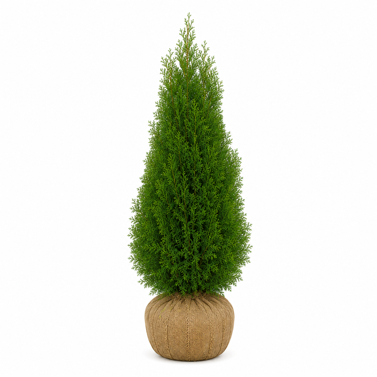 Thuja Smaragd | 120-140cm