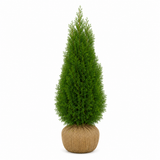 Thuja Smaragd | 120-140cm