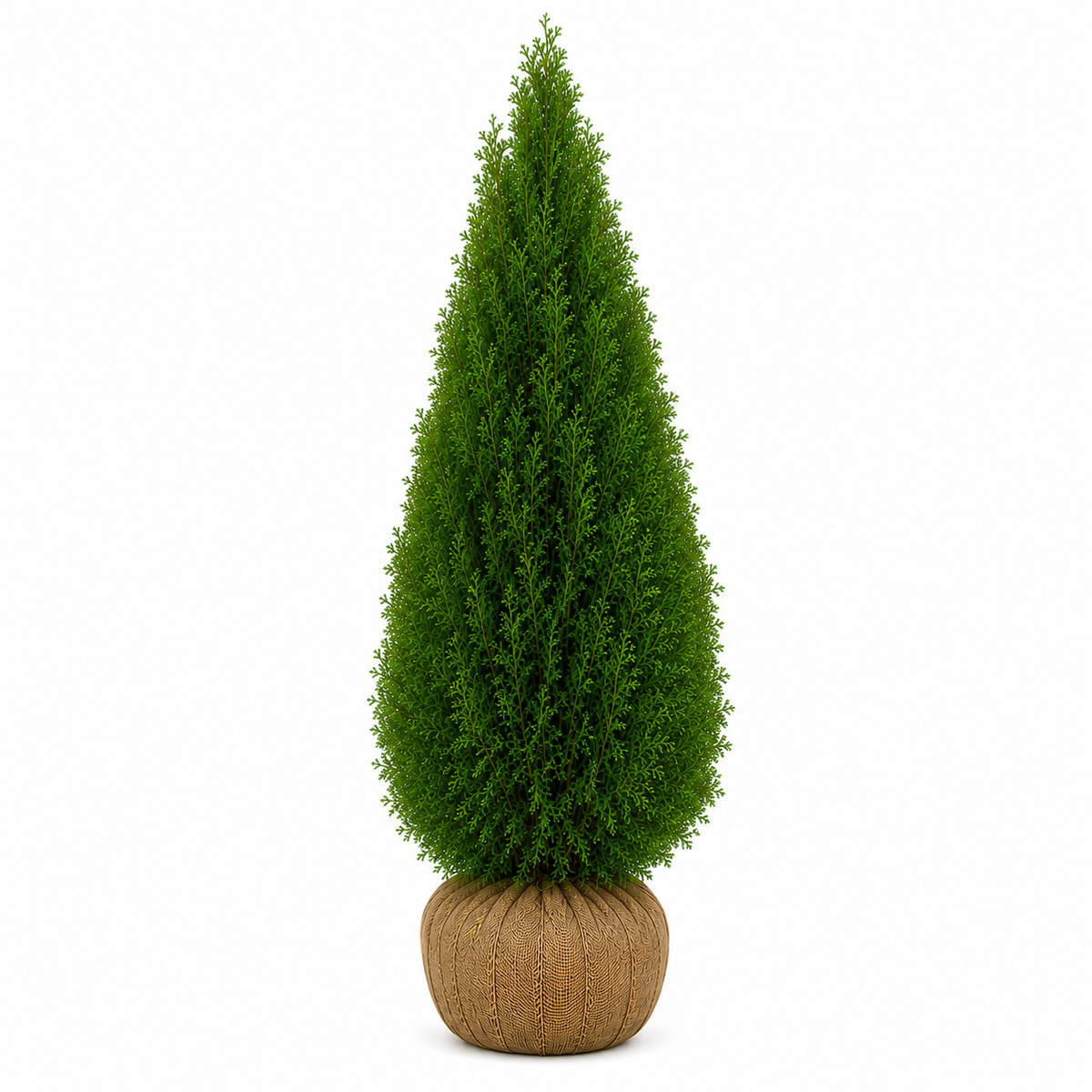 Thuja Smaragd | 160-180cm