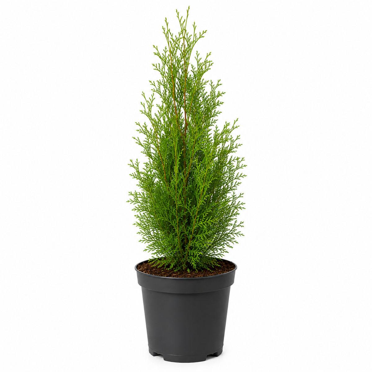 Thuja Brabant | 40-60cm C2
