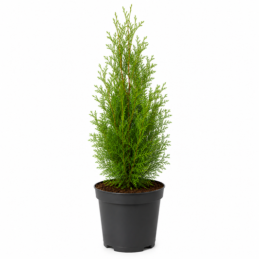 Thuja Brabant | 40-60cm C2