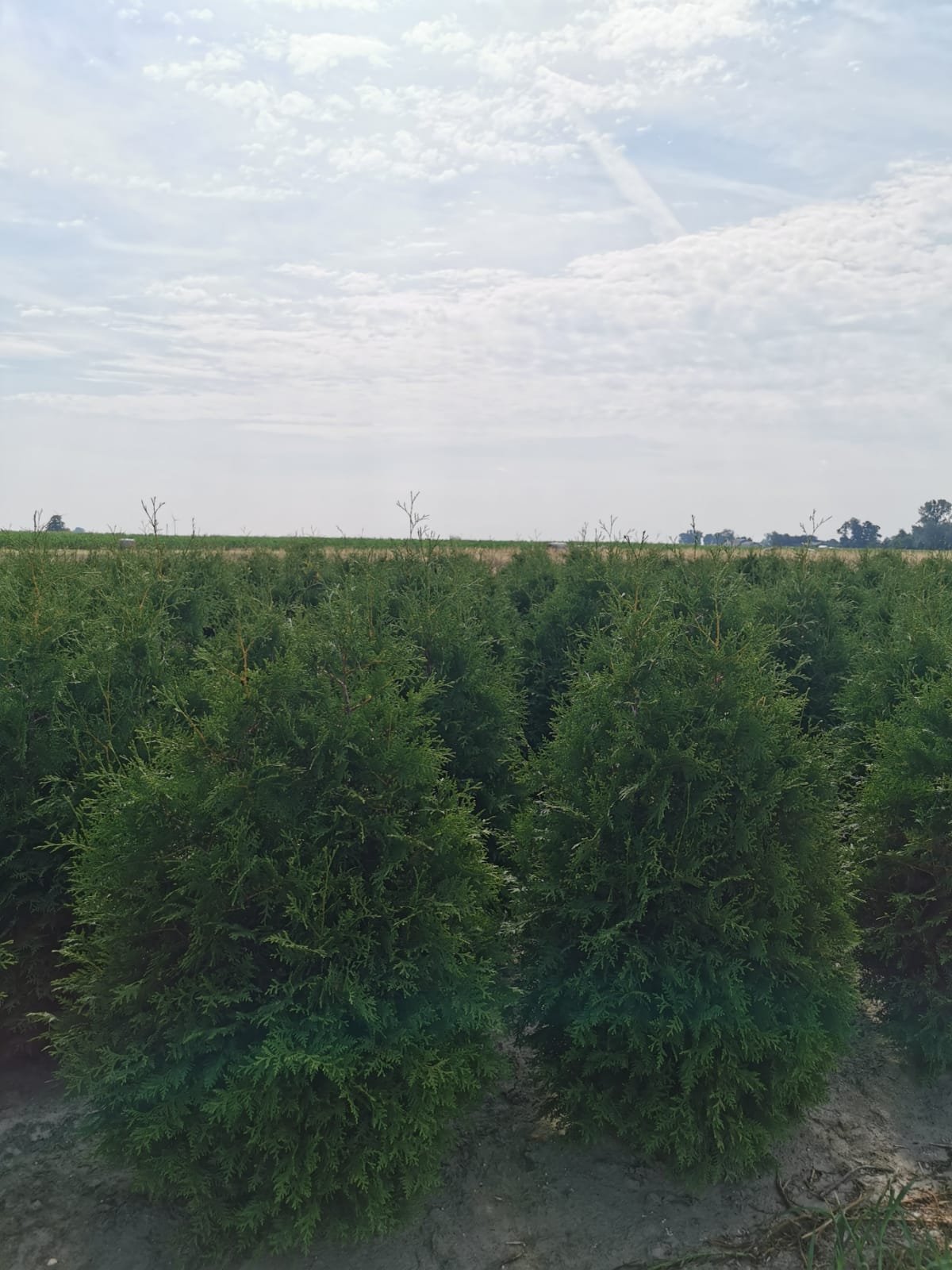 Thuja Brabant | 120-140cm