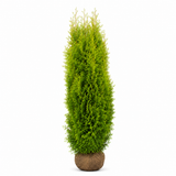 Thuja King of Brabant | 220-240cm