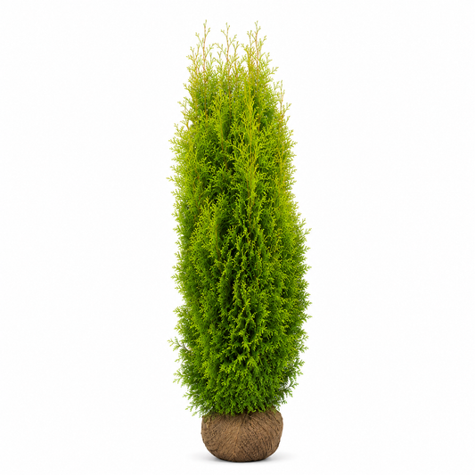 Thuja King of Brabant | 220-240cm
