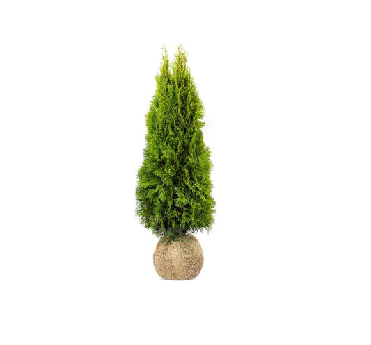 Thuja King of Brabant | 220-240cm