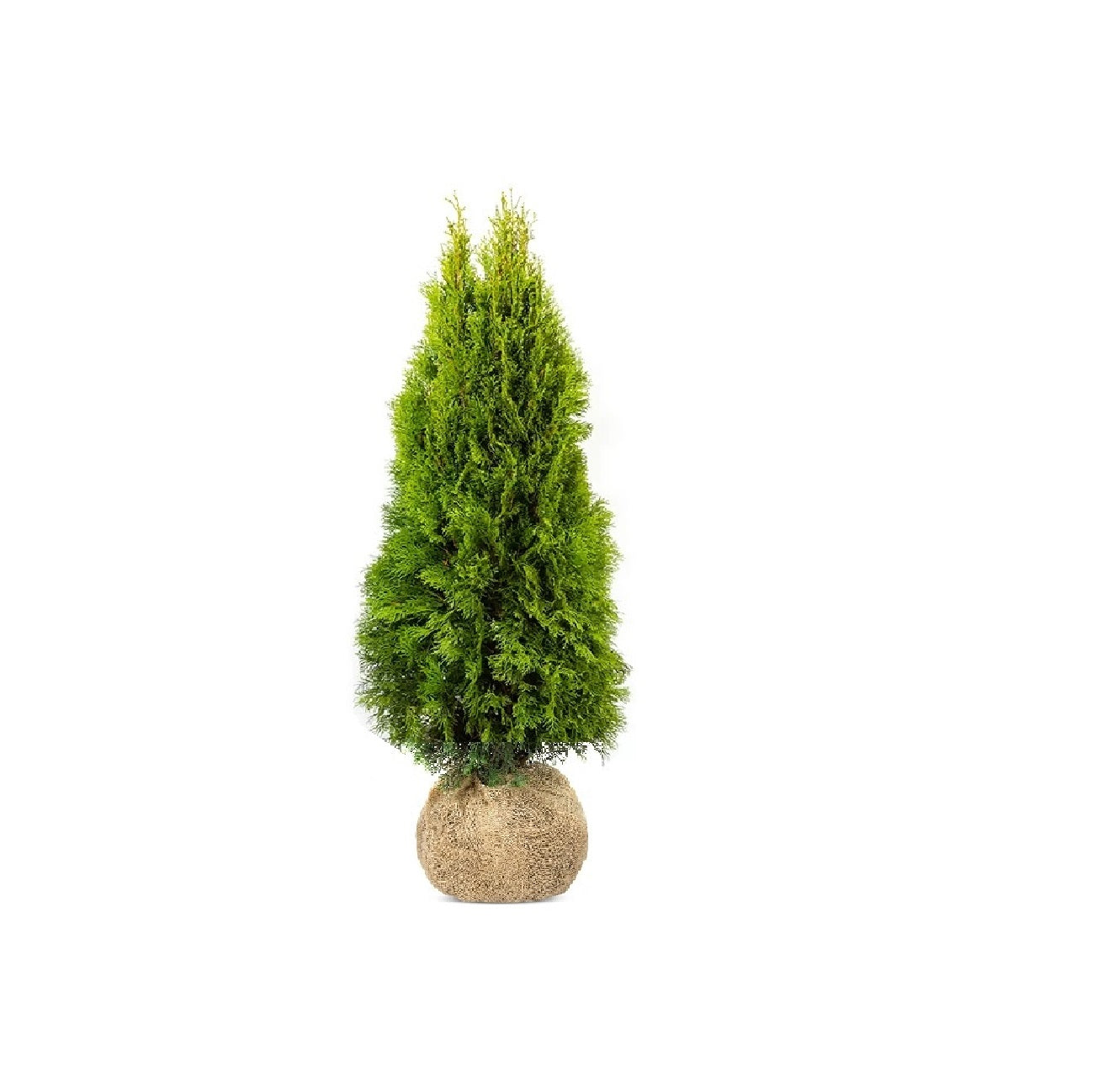 Thuja King of Brabant | 160-180cm