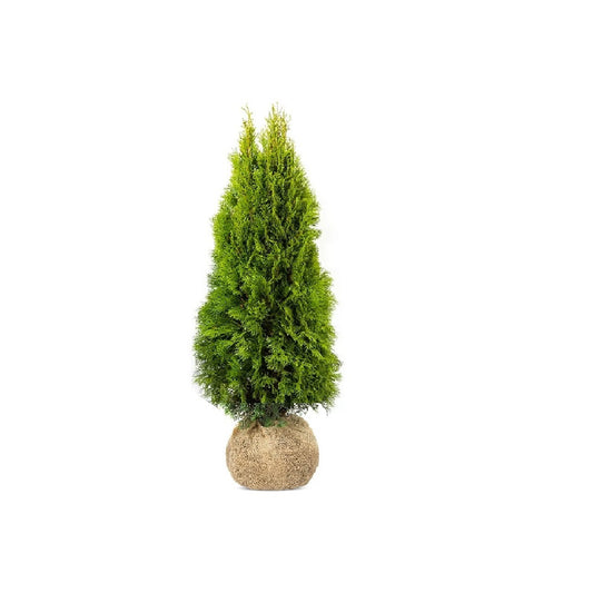 Thuja King of Brabant | 160-180cm