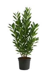 Lagerhägg Caucasica | 100-120cm