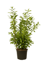 Lagerhägg Novita | 100-120cm