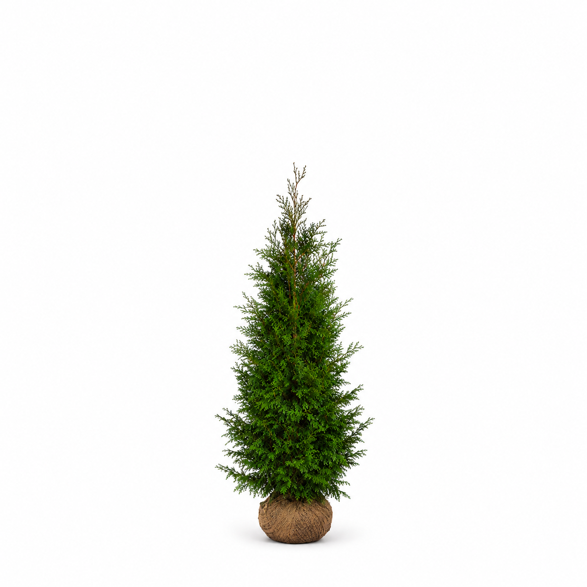 Thuja Martin | 150-170cm