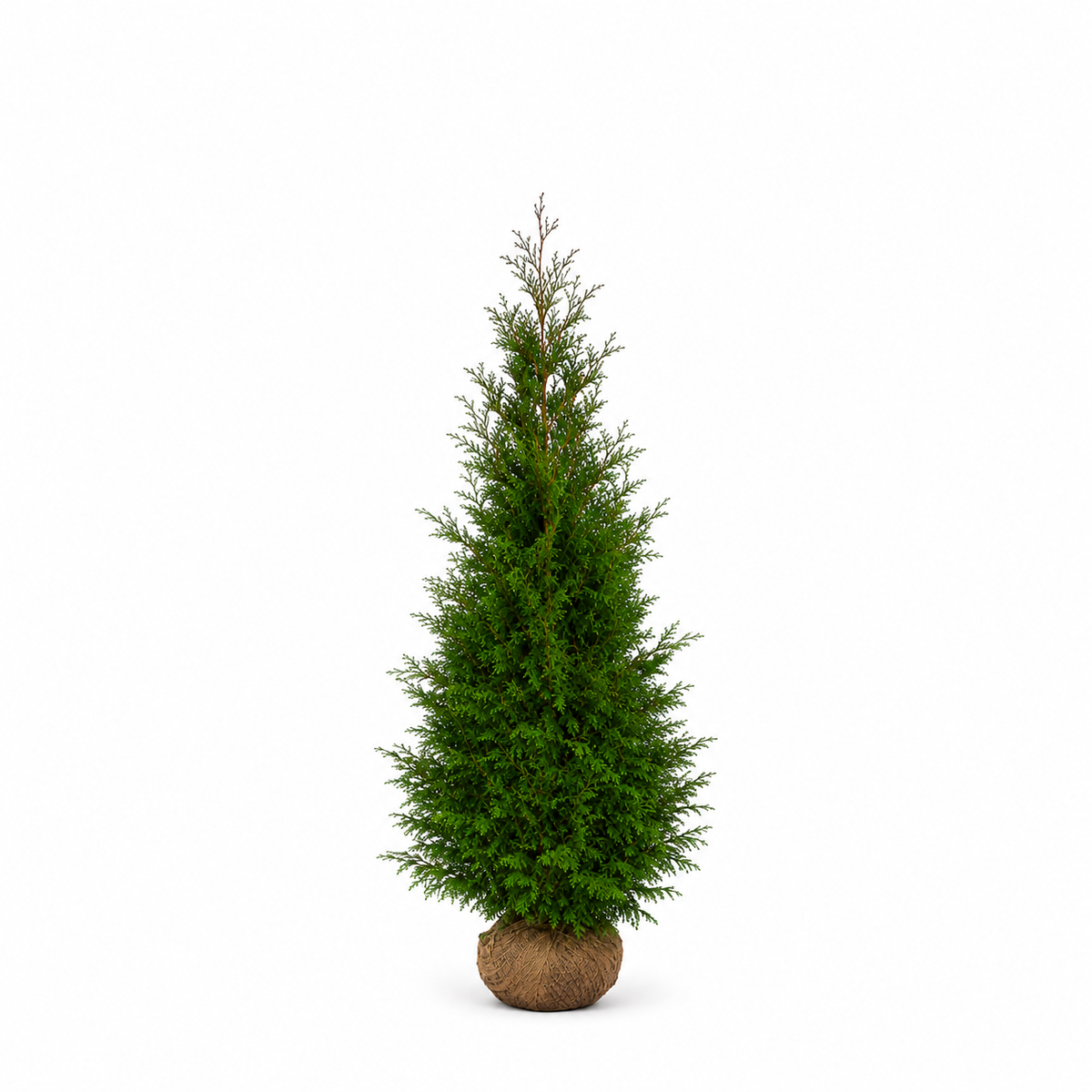 Thuja Martin | 200-220cm