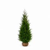 Thuja Martin | 200-220cm