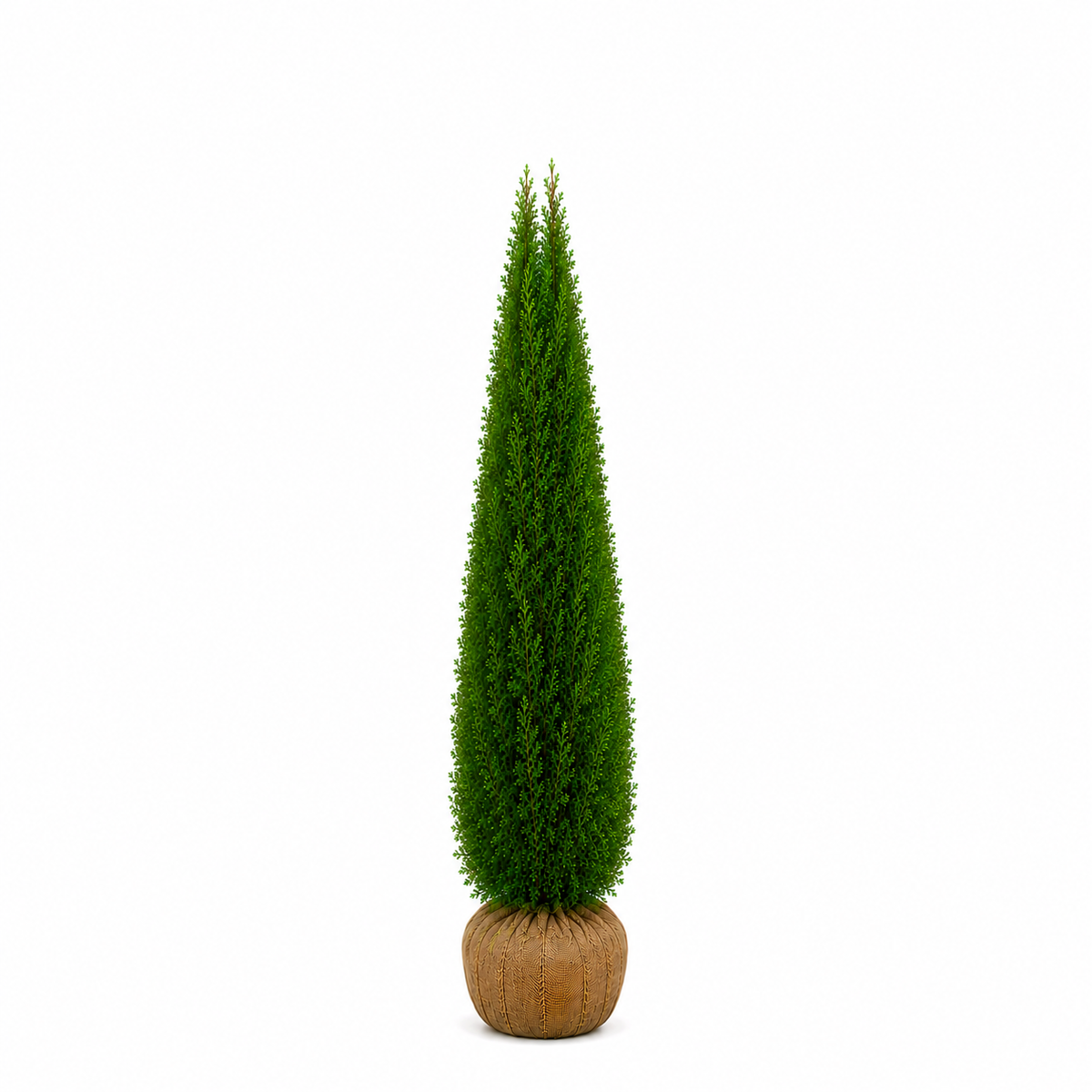 Thuja Smaragd | 200-220cm
