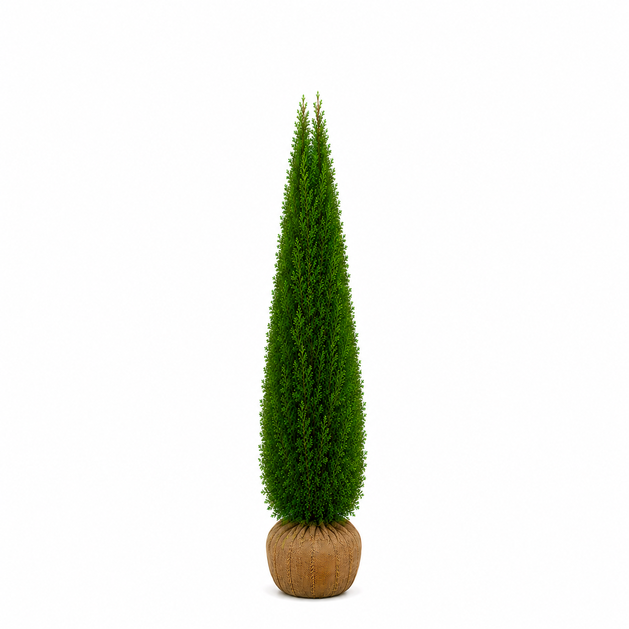 Thuja Smaragd | 200-220cm