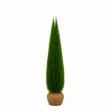 Thuja Smaragd | 200-220cm