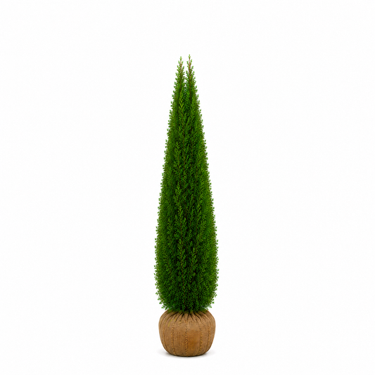 Thuja Smaragd | 200-220cm