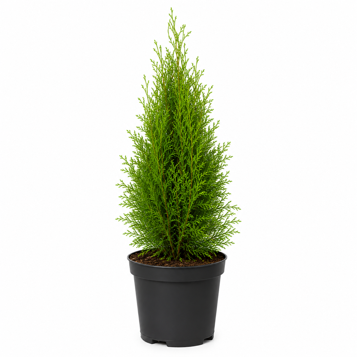 Thuja Smaragd | 40-60cm C2