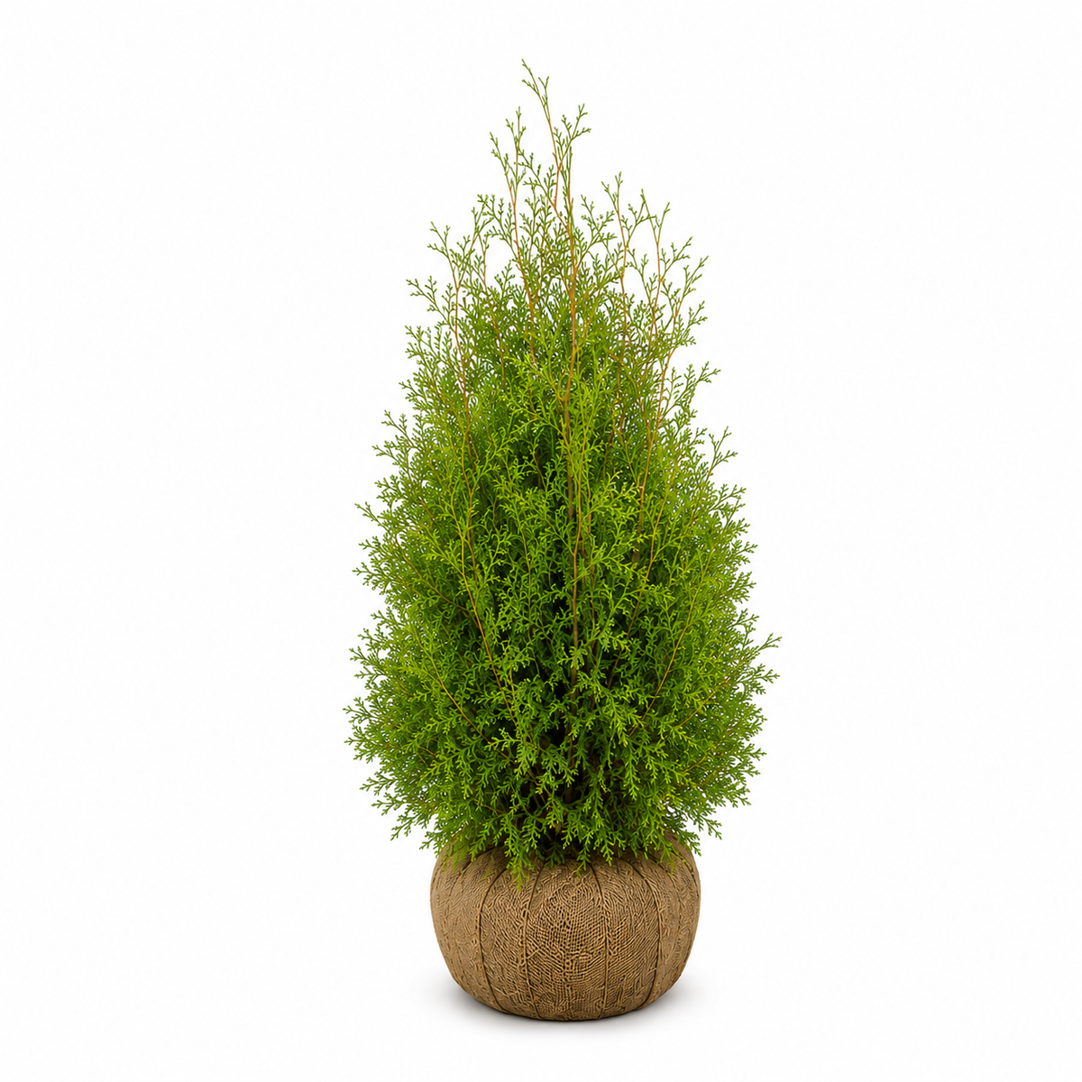 Thuja Brabant | 120-140cm