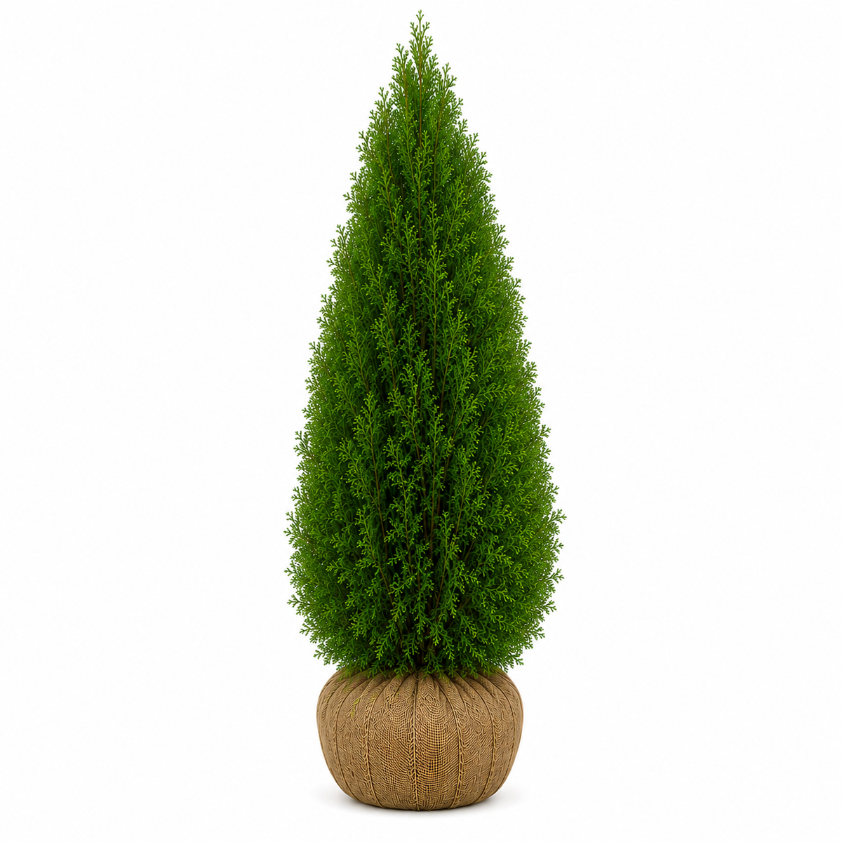 Thuja Smaragd | 140-160cm