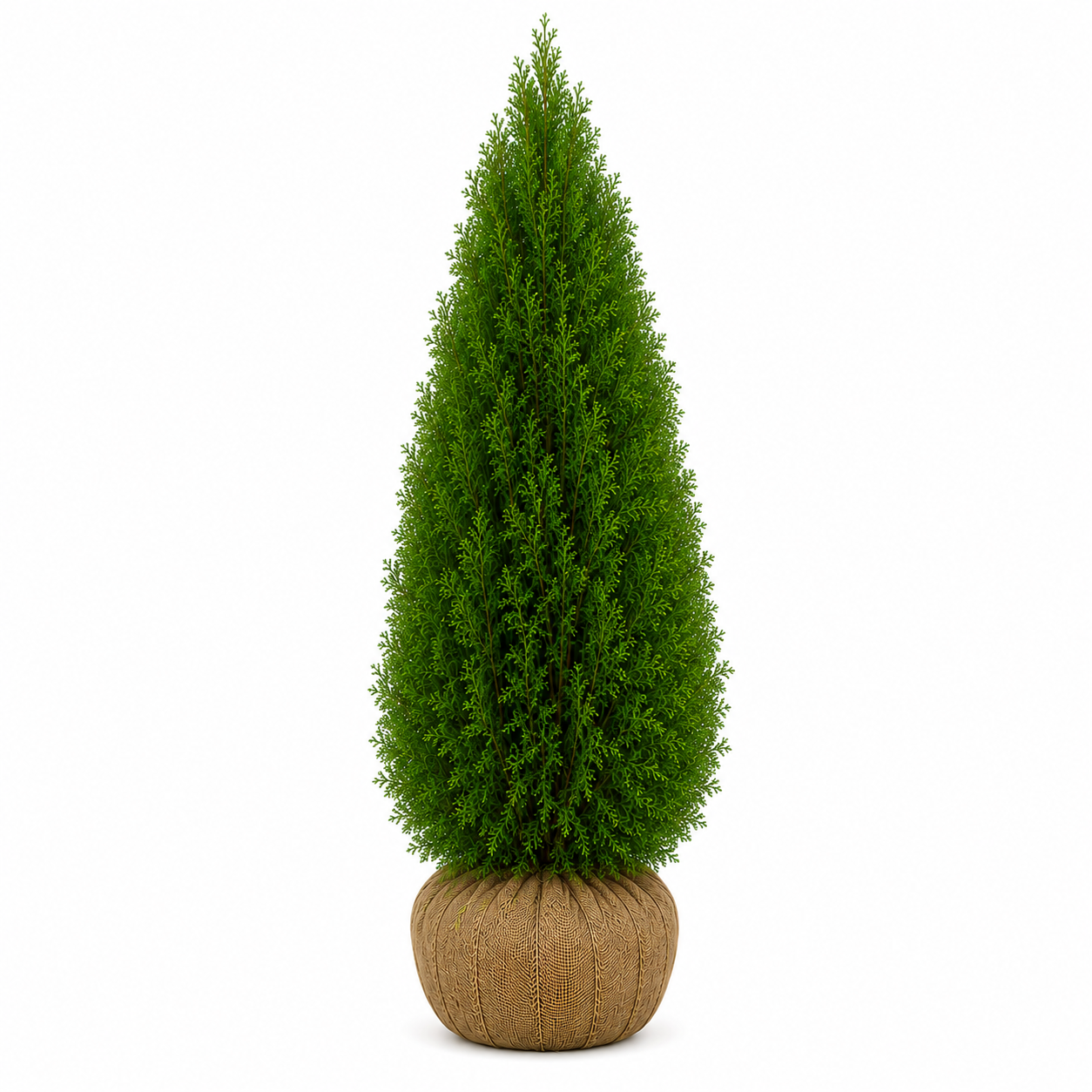 Thuja Smaragd | 140-160cm