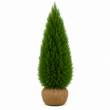 Thuja Smaragd | 140-160cm