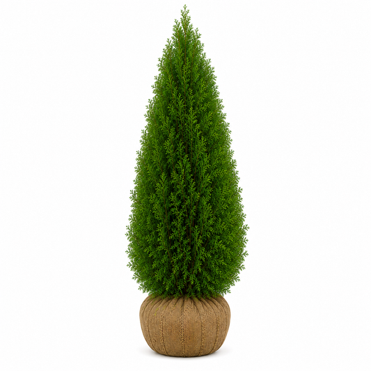 Thuja Smaragd | 140-160cm
