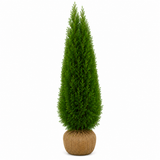 Thuja Smaragd | 180-200cm