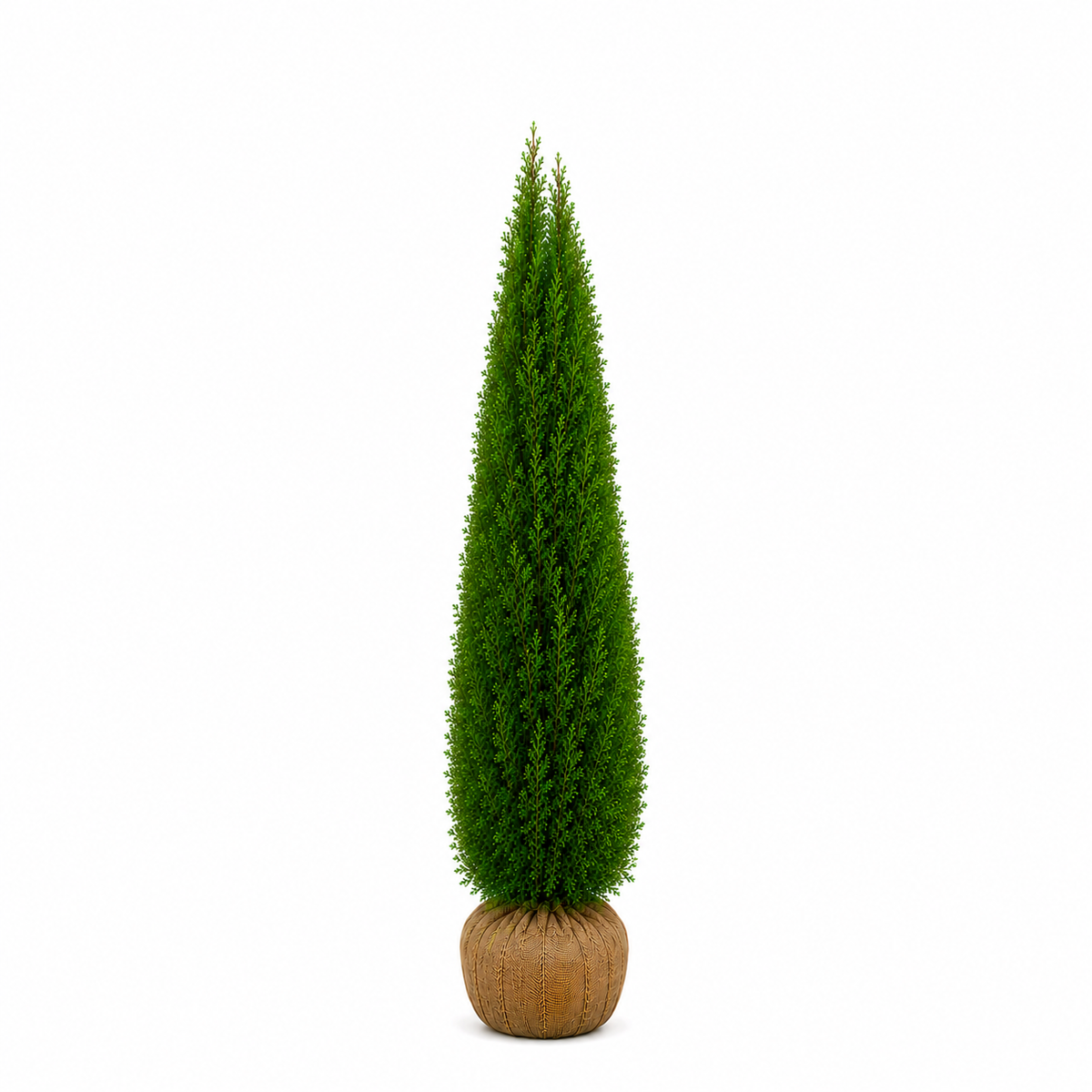 Thuja Smaragd | 250-300cm