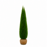 Thuja Smaragd | 250-300cm