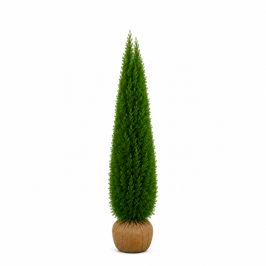 Thuja Smaragd | 250-300cm