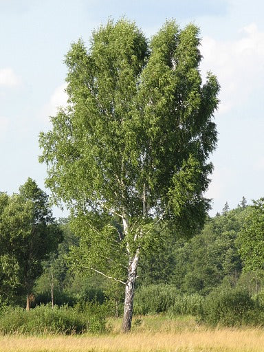 Vårtbjörk | 250-300cm