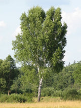 Vårtbjörk | 250-300cm