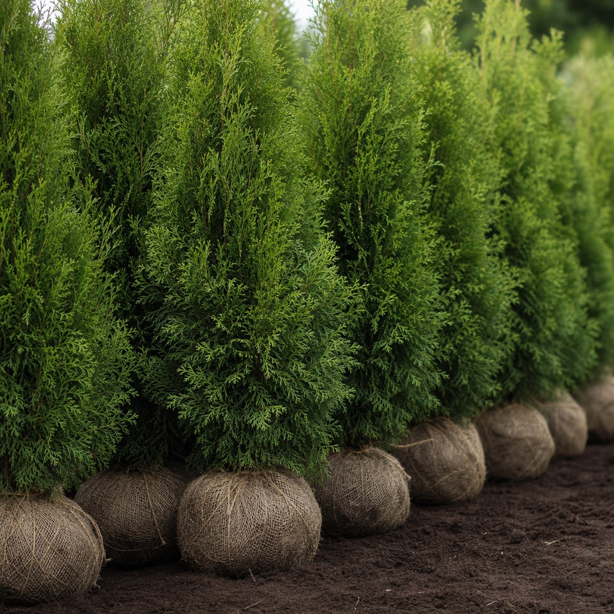 Thuja Brabant